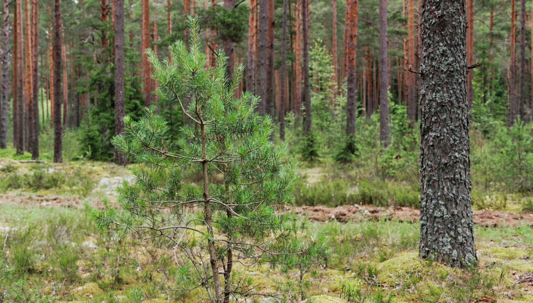 Ungskog 2